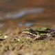 Amphibien