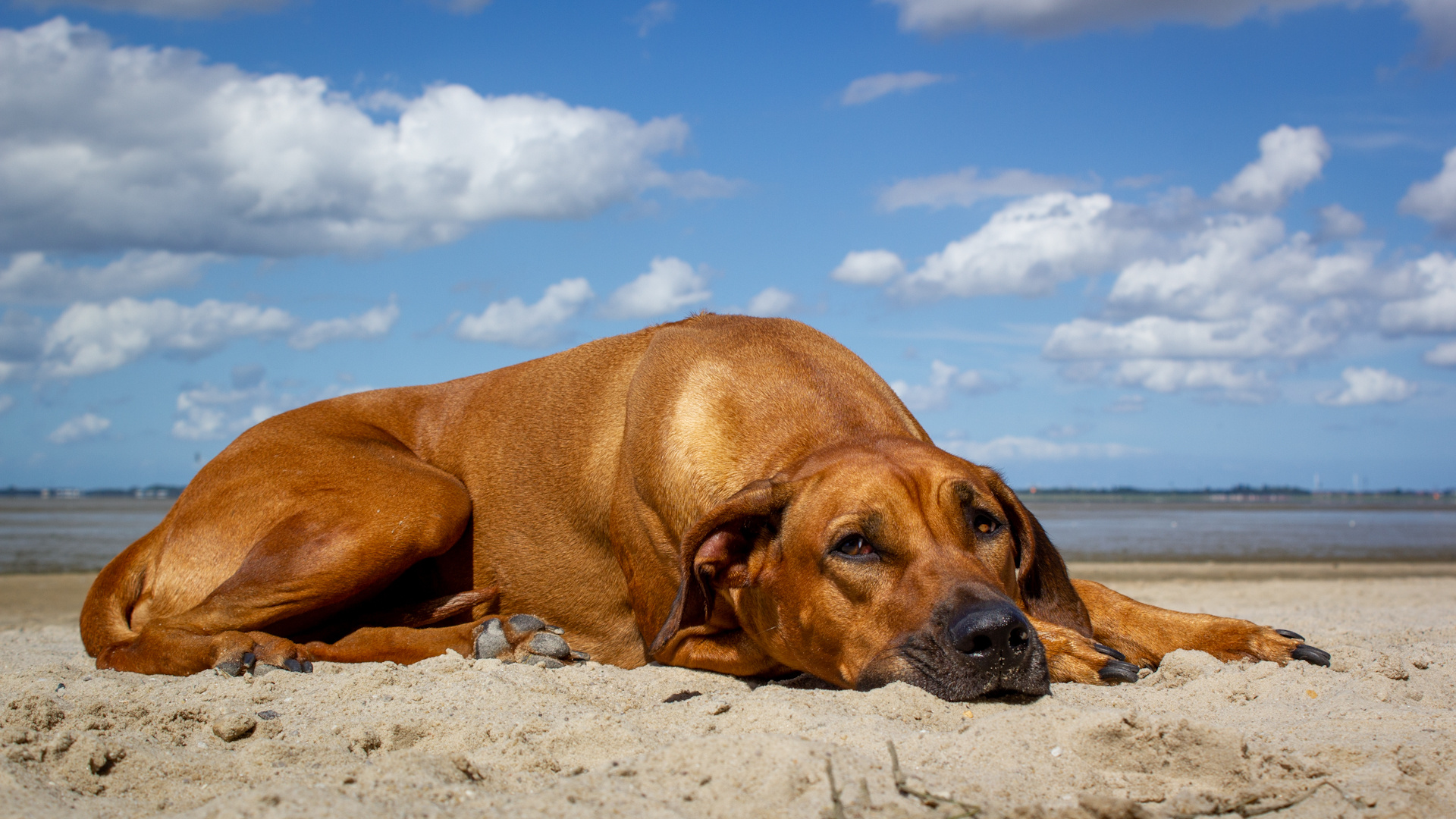 Der Seehund