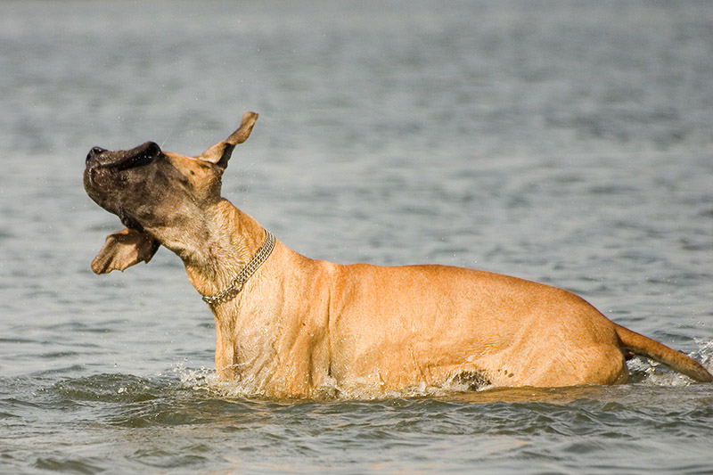 Der Seehund