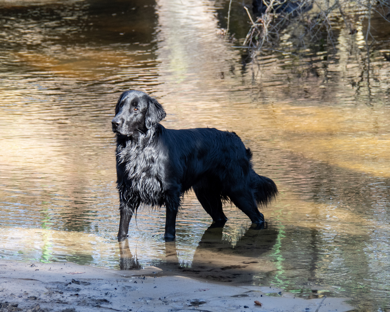 Der (See)Hund