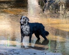 Der (See)Hund