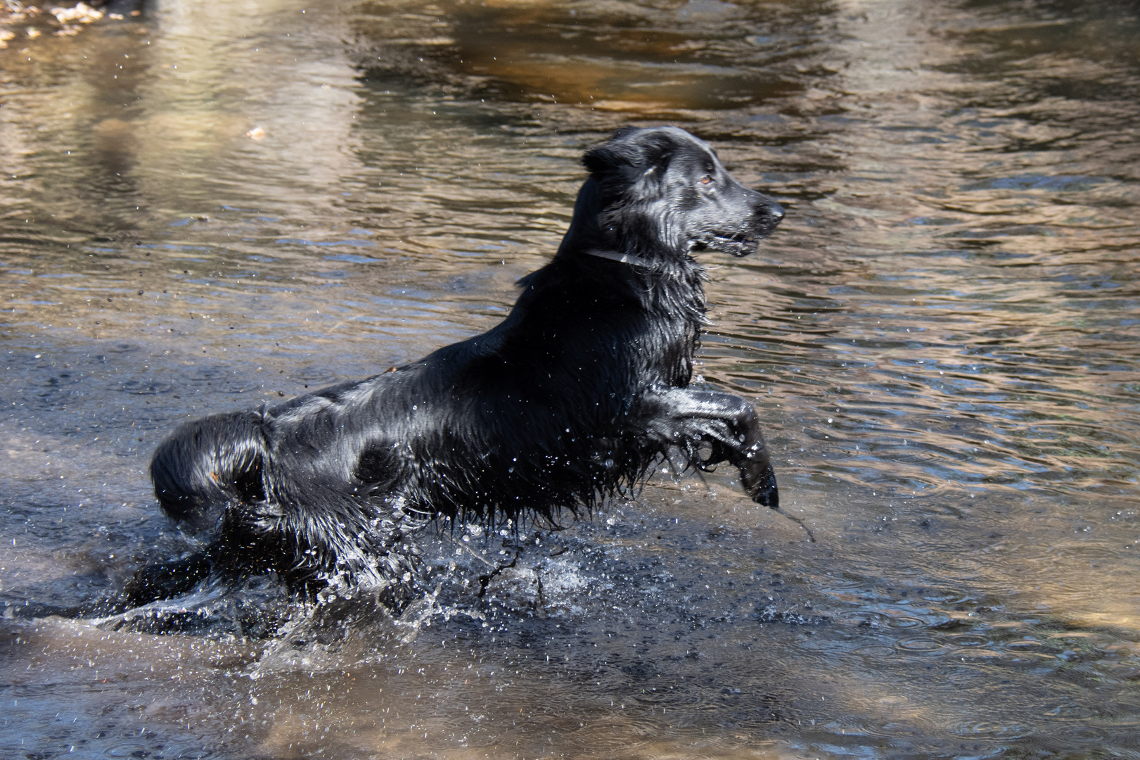 Der (See)Hund