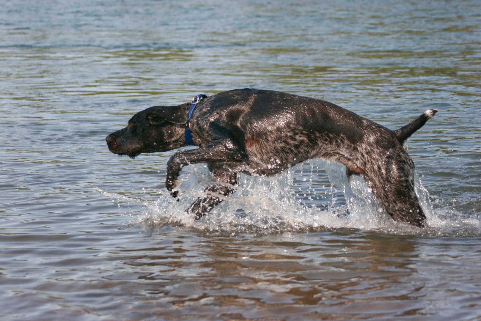 Der Seehund taucht auf