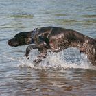 Der Seehund taucht auf