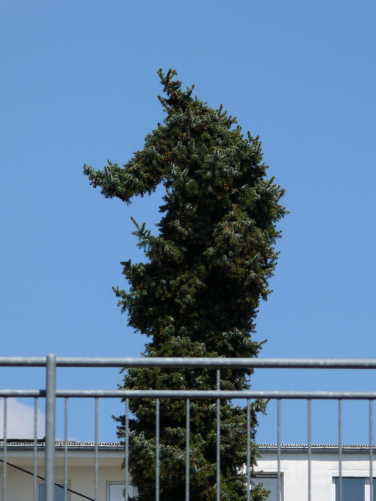 Der Seepferdchen-Baum