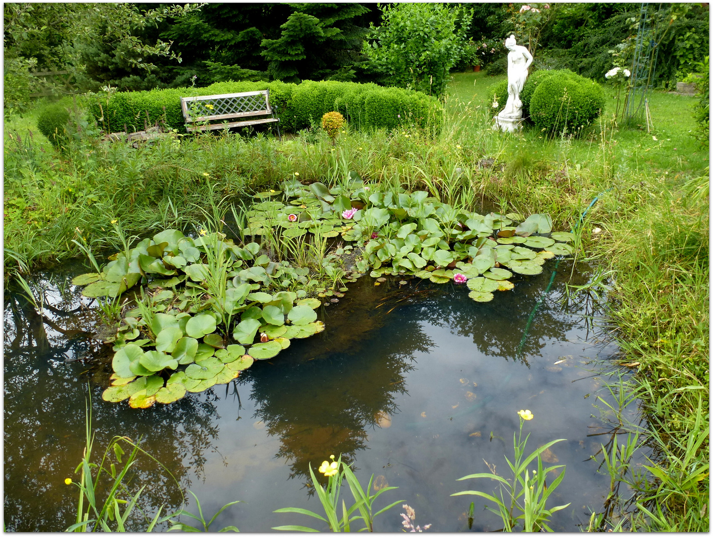 Der Seerosen Teich