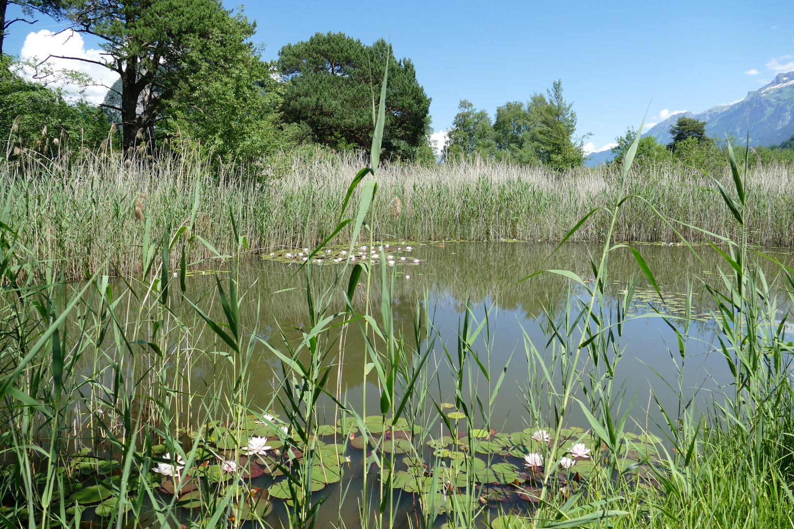 °°°° Der Seerosenteich °°°°