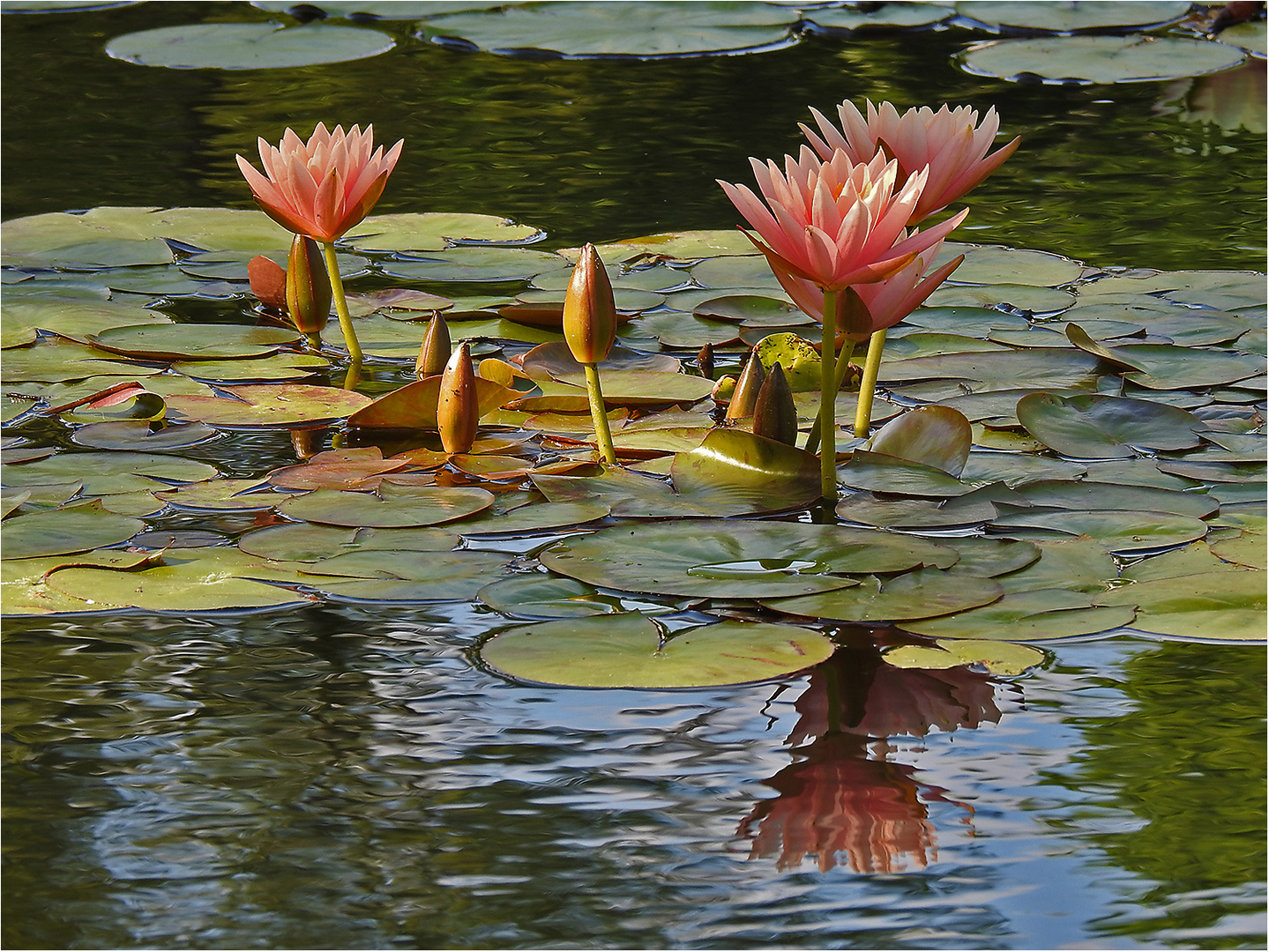 Der Seerosenteich Foto & Bild spezial,