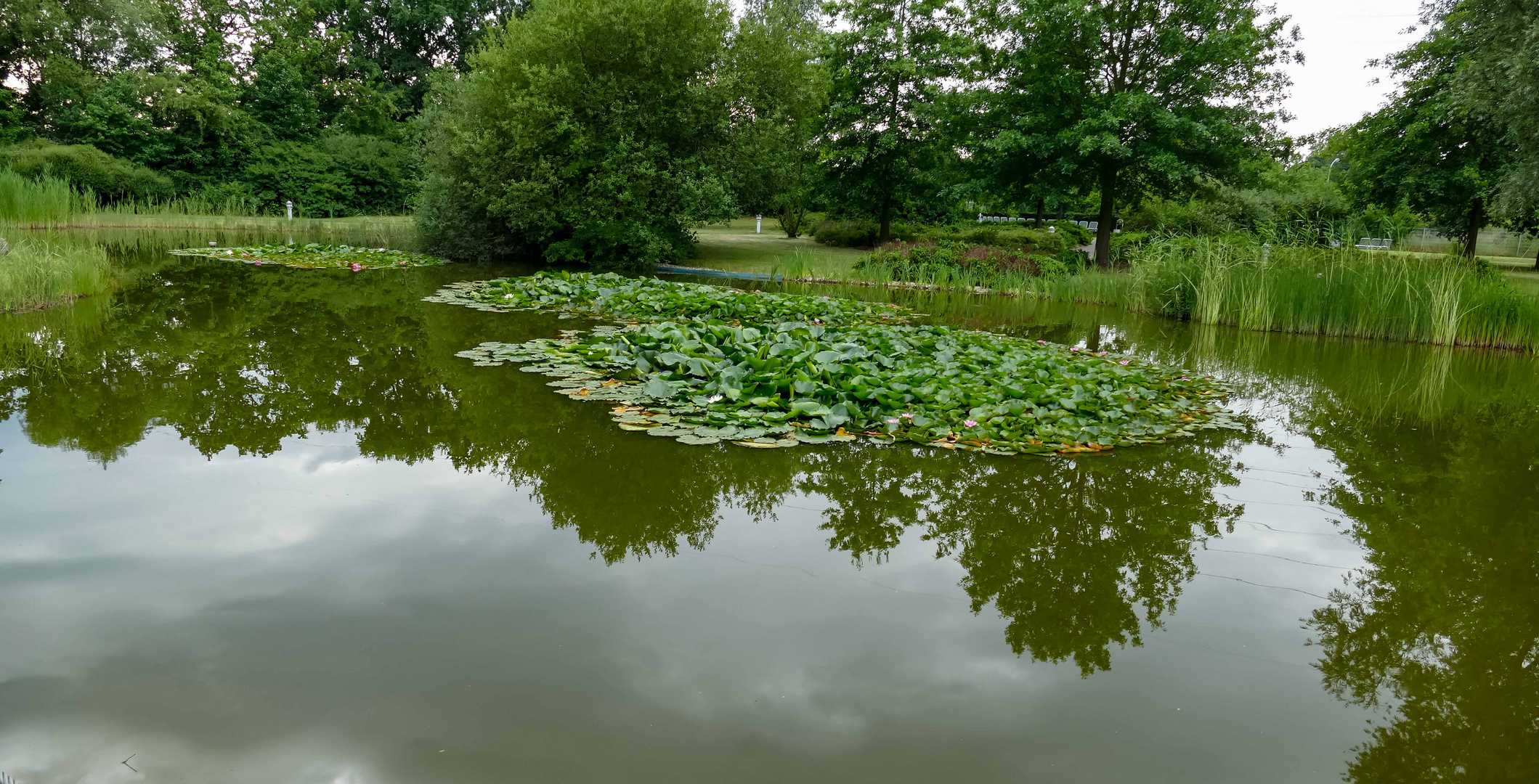 Der Seerosenteich Foto & Bild landschaft,