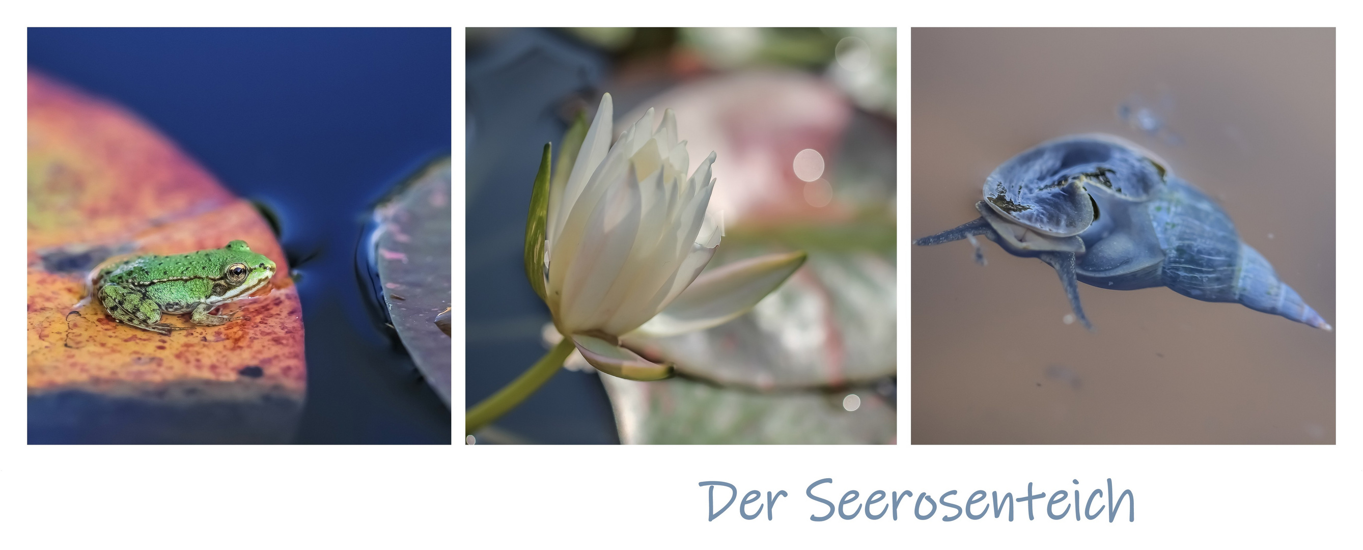 Der Seerosenteich Foto & Bild fotos,