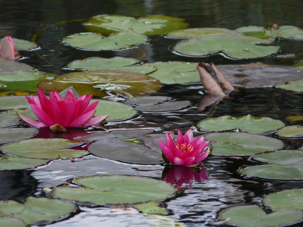 Der Seerosenteich von Monet ?