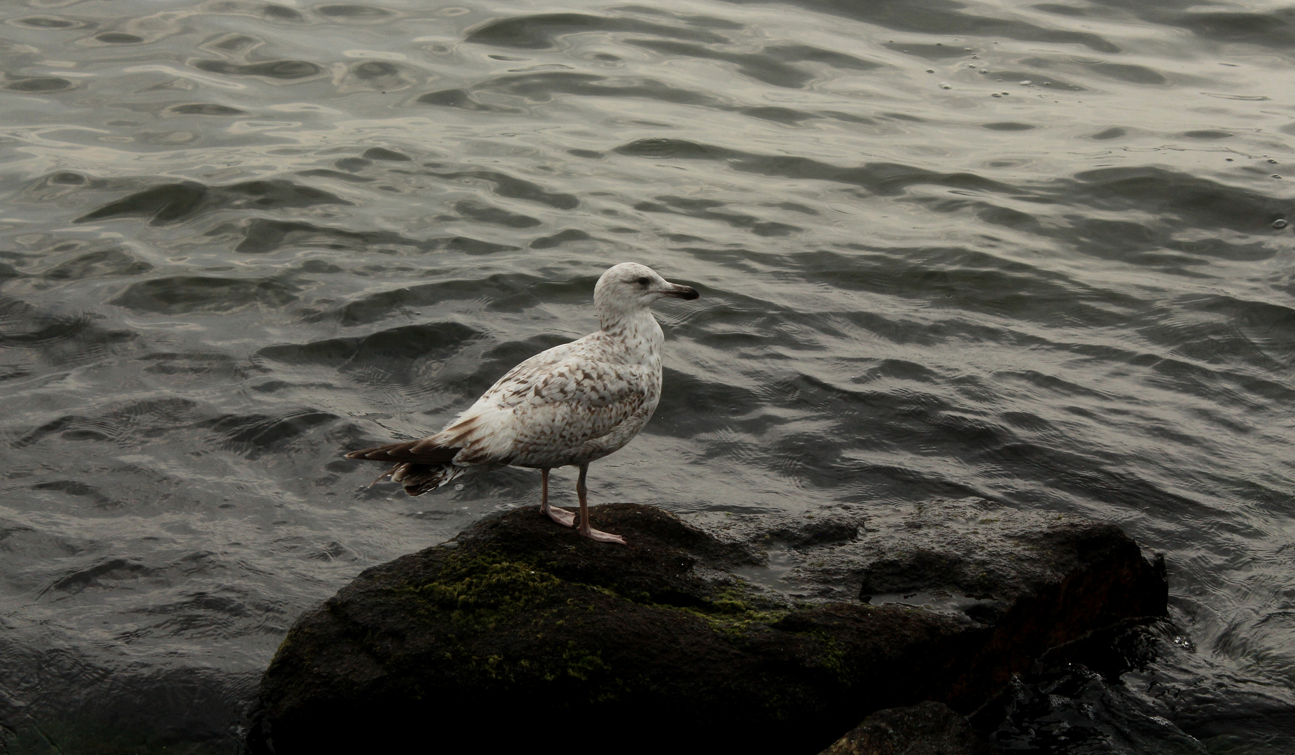 Der Seewächter