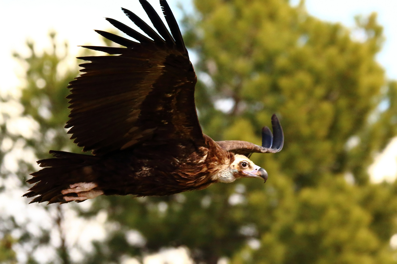 Der Segelflieger