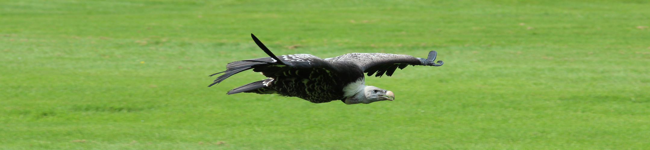 Der Segelflug