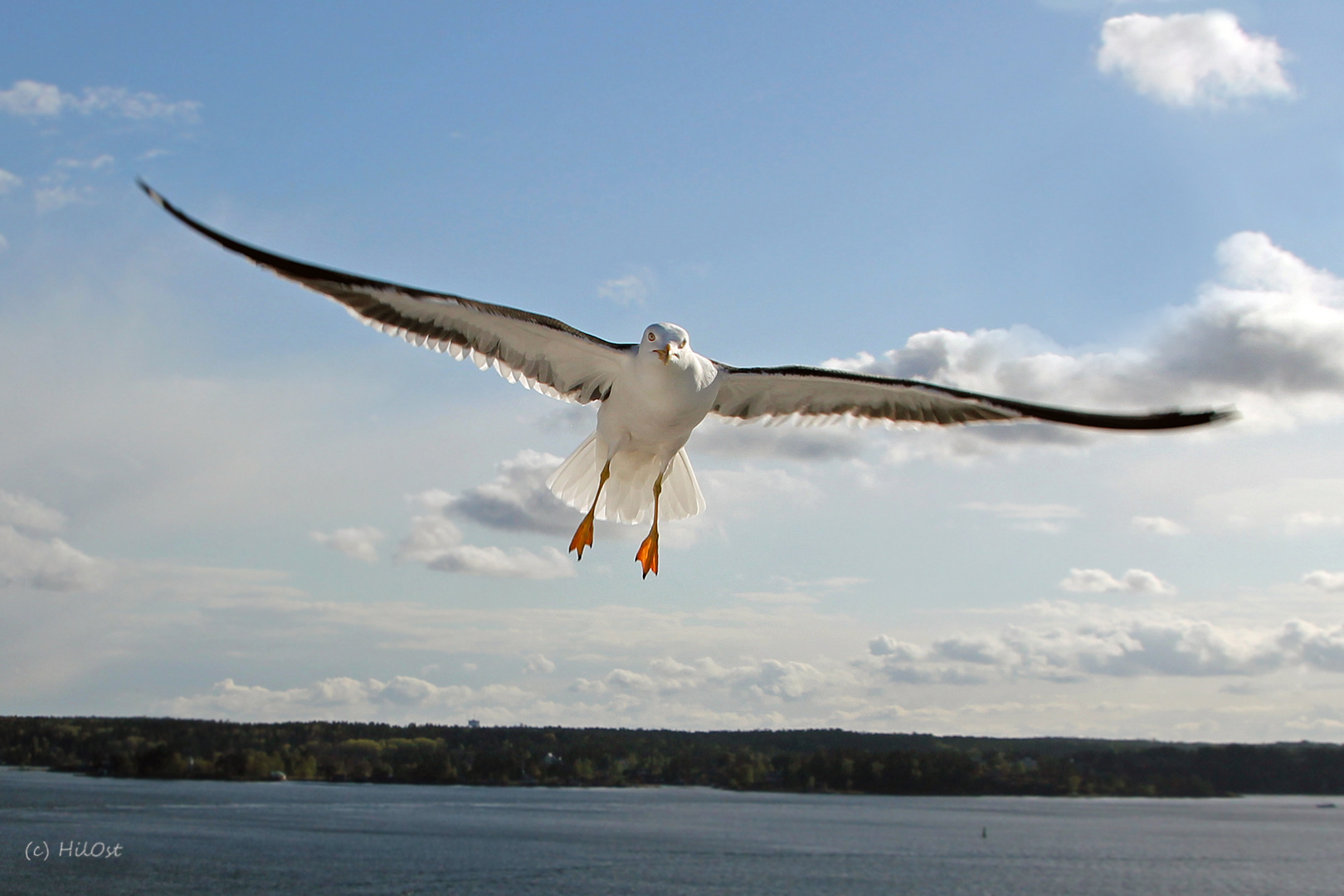 Der Segelflug