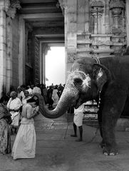 Der Segen des Elefanten in Thanjavur