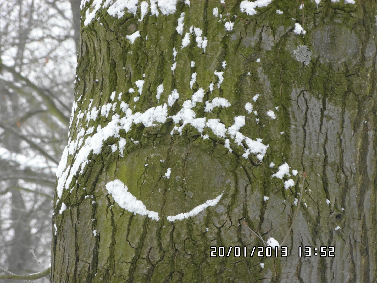 Der sehende Baum!