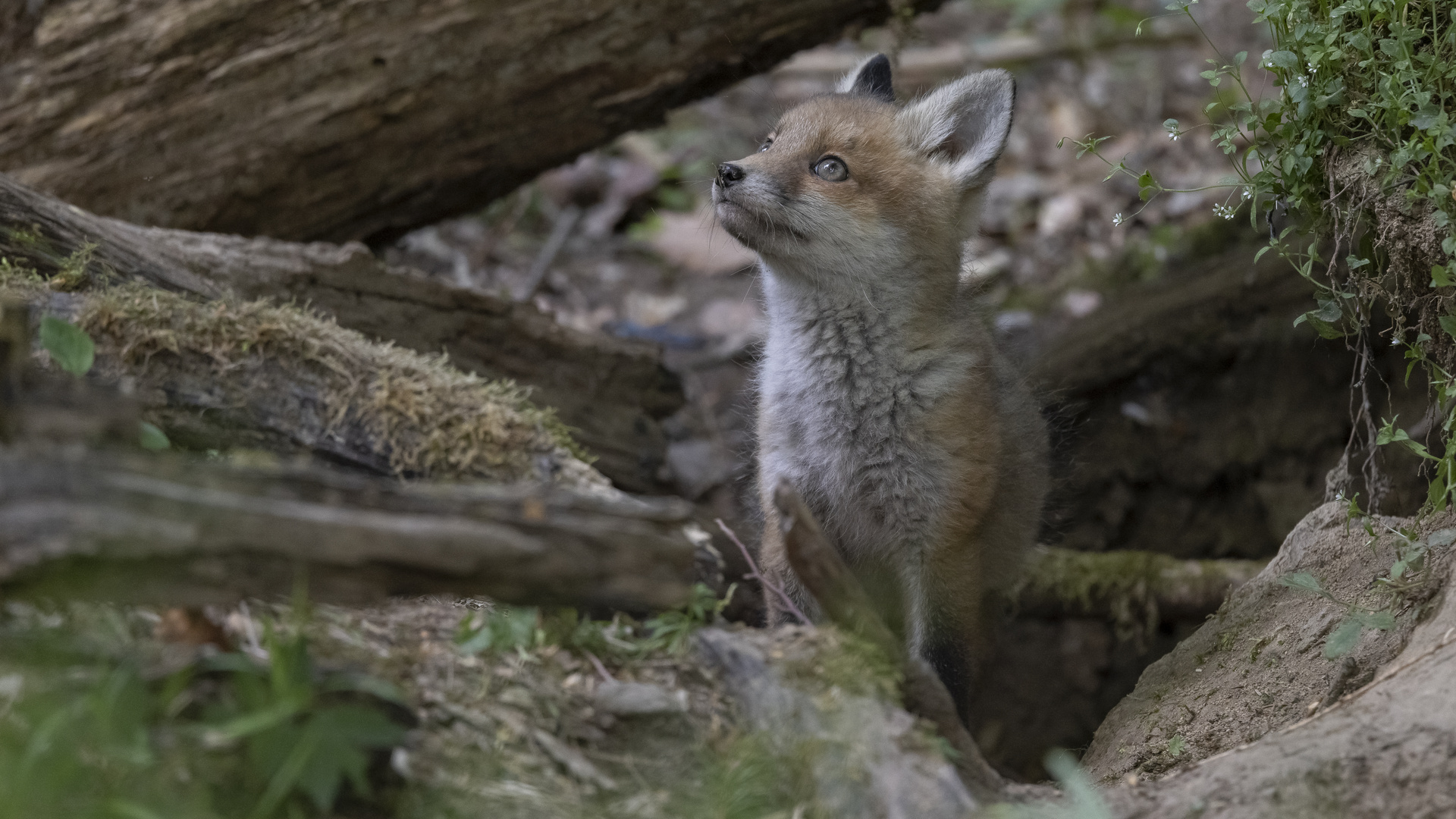 Der Seher Foto & Bild tiere, wildlife, säugetiere Bilder auf