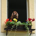 Der sehnsüchtige Blick