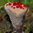 Der sehr seltene Blutende Korkstacheling (Hydnellum peckii)! 1. Foto 2019 - Hydnelle de Peck. 