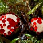 Der sehr seltene Blutende Korkstacheling (Hydnellum peckii)! 2. Foto 2019 - Hydnelle de Peck.