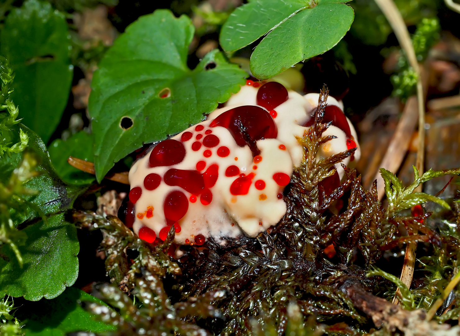 Der sehr seltene Blutende Korkstacheling (Hydnellum peckii)! 3. Foto 2019 - Hydnelle de Peck. 