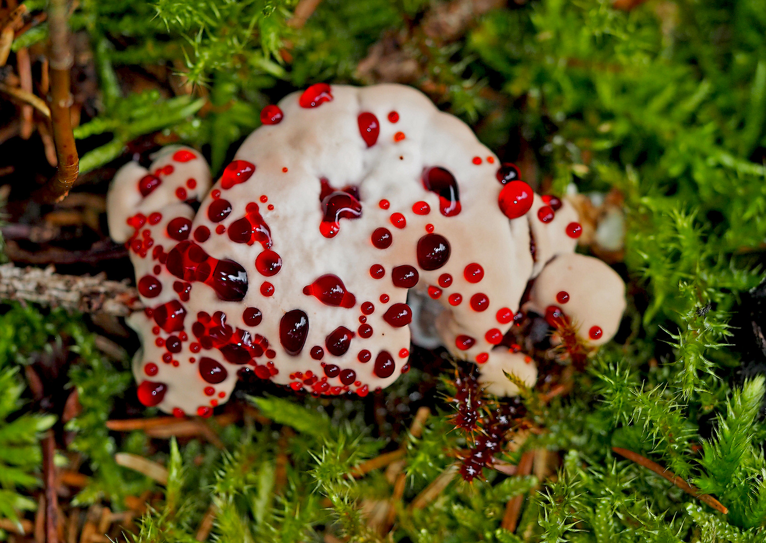 Der sehr seltene Blutende Korkstacheling (Hydnellum peckii)! - Hydnelle de Peck.