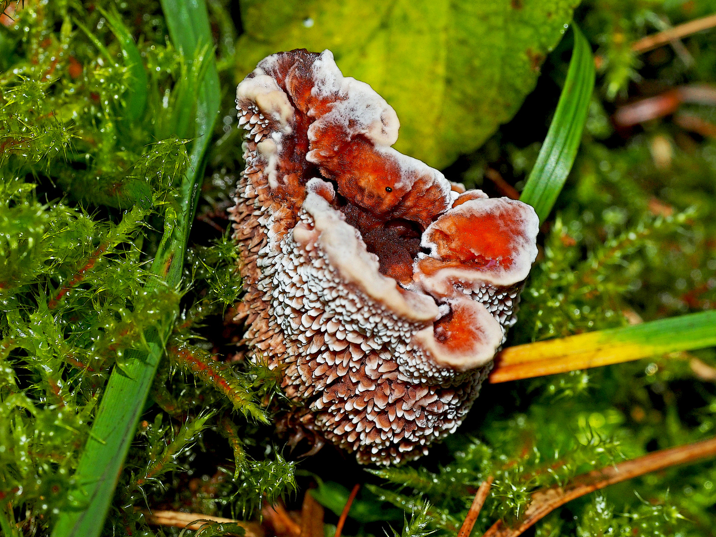 Der sehr seltene Blutende Korkstacheling (Hydnellum peckii)! - Hydnelle de Peck.