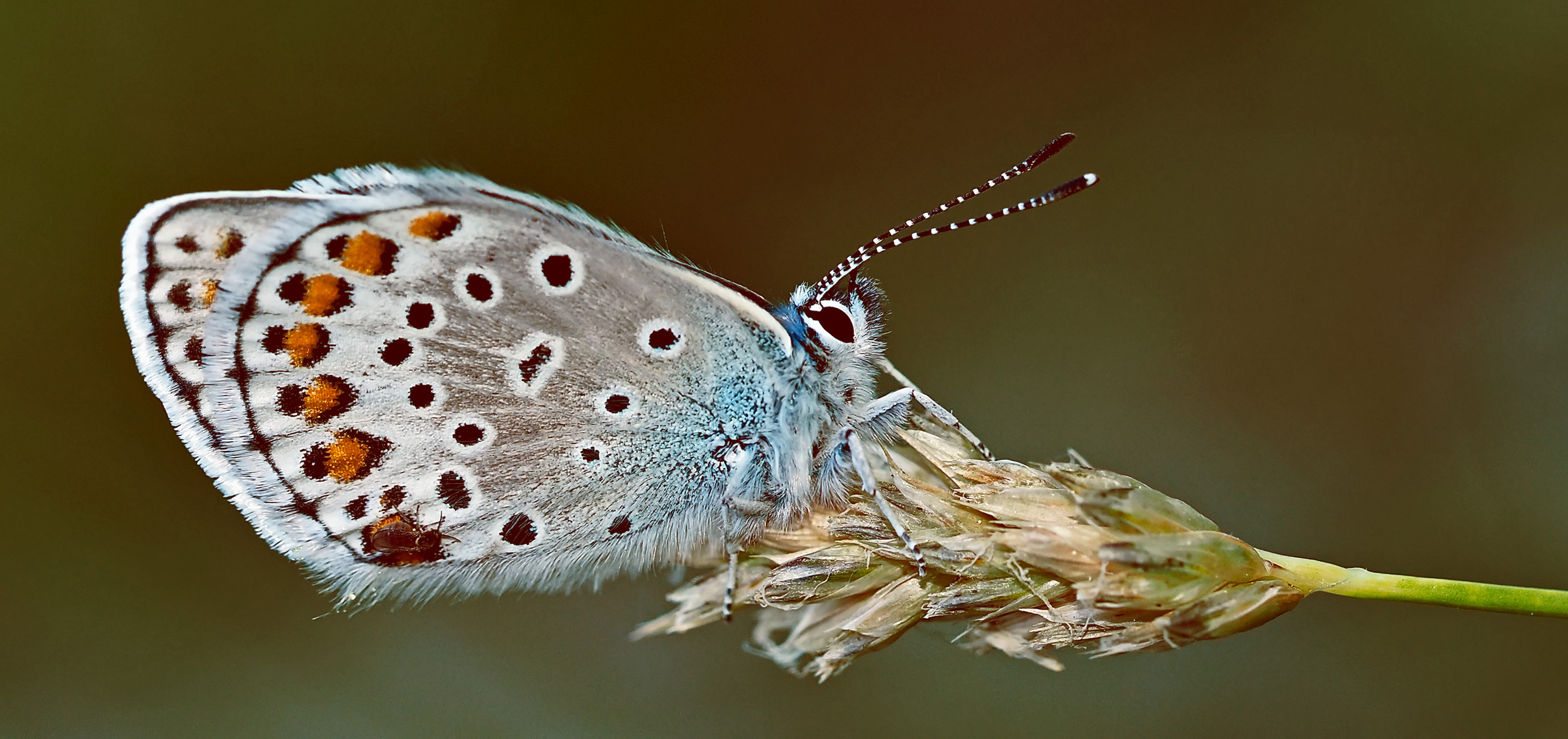 Der sehr seltene Kleine Tragant-Bläuling (Plebejus trappi)! *