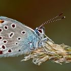 Der sehr seltene Kleine Tragant-Bläuling (Plebejus trappi)! *