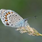 Der sehr seltene Kleine Tragant-Bläuling (Plebejus trappi) * - L'Azuré des Astragales. 