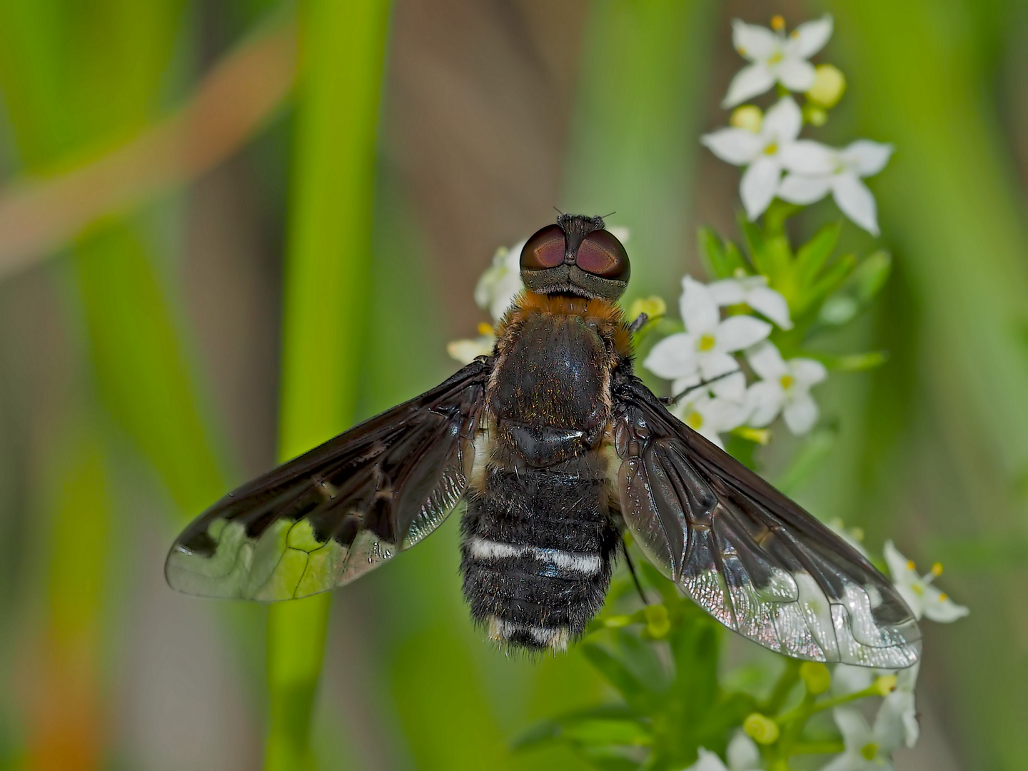 Der sehr seltene Wollschweber Hemipenthes velutina! - Bombyle genre Hemipenthes velutina.