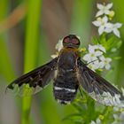 Der sehr seltene Wollschweber Hemipenthes velutina! - Bombyle genre Hemipenthes velutina.