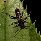 Der sehr seltene Zierliche Widderbock (Xylotrechus antilope) ...