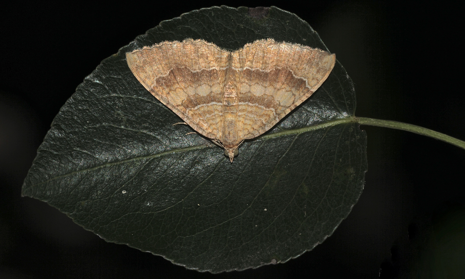 Der sehr variable Ockergelbe Blattspanner (Camptogramma bilineata) ...