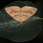 Der sehr variable Ockergelbe Blattspanner (Camptogramma bilineata) ...