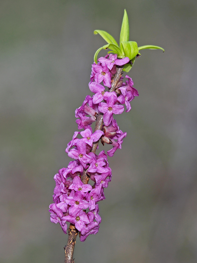 Der Seidelbast blüht: der Frühling ist da! - Bois gentil (Daphne mezereum).