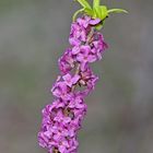 Der Seidelbast blüht: der Frühling ist da! - Bois gentil (Daphne mezereum).