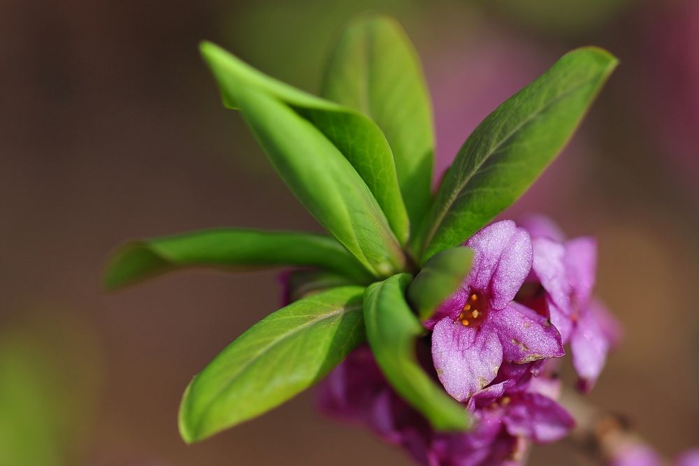 Der Seidelbast (Daphne mezereum)