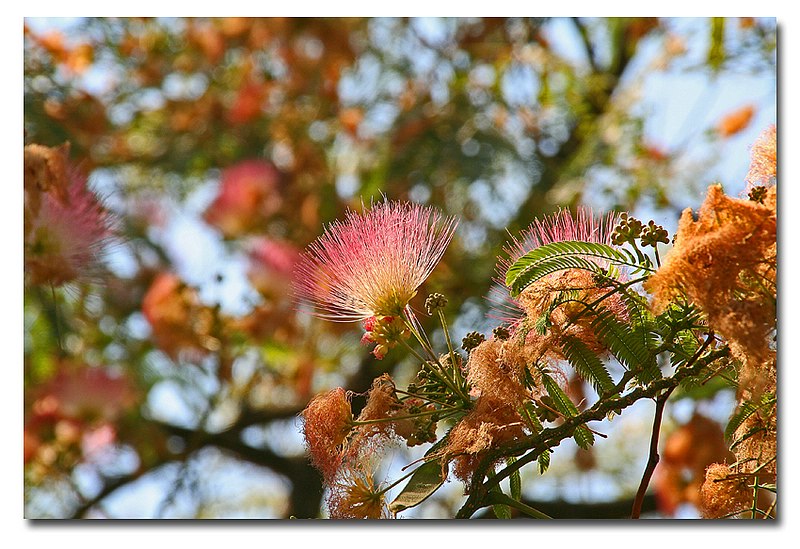 Der Seidenbaum (Albizia julibrissin)...