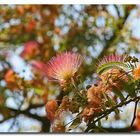 Der Seidenbaum (Albizia julibrissin)...