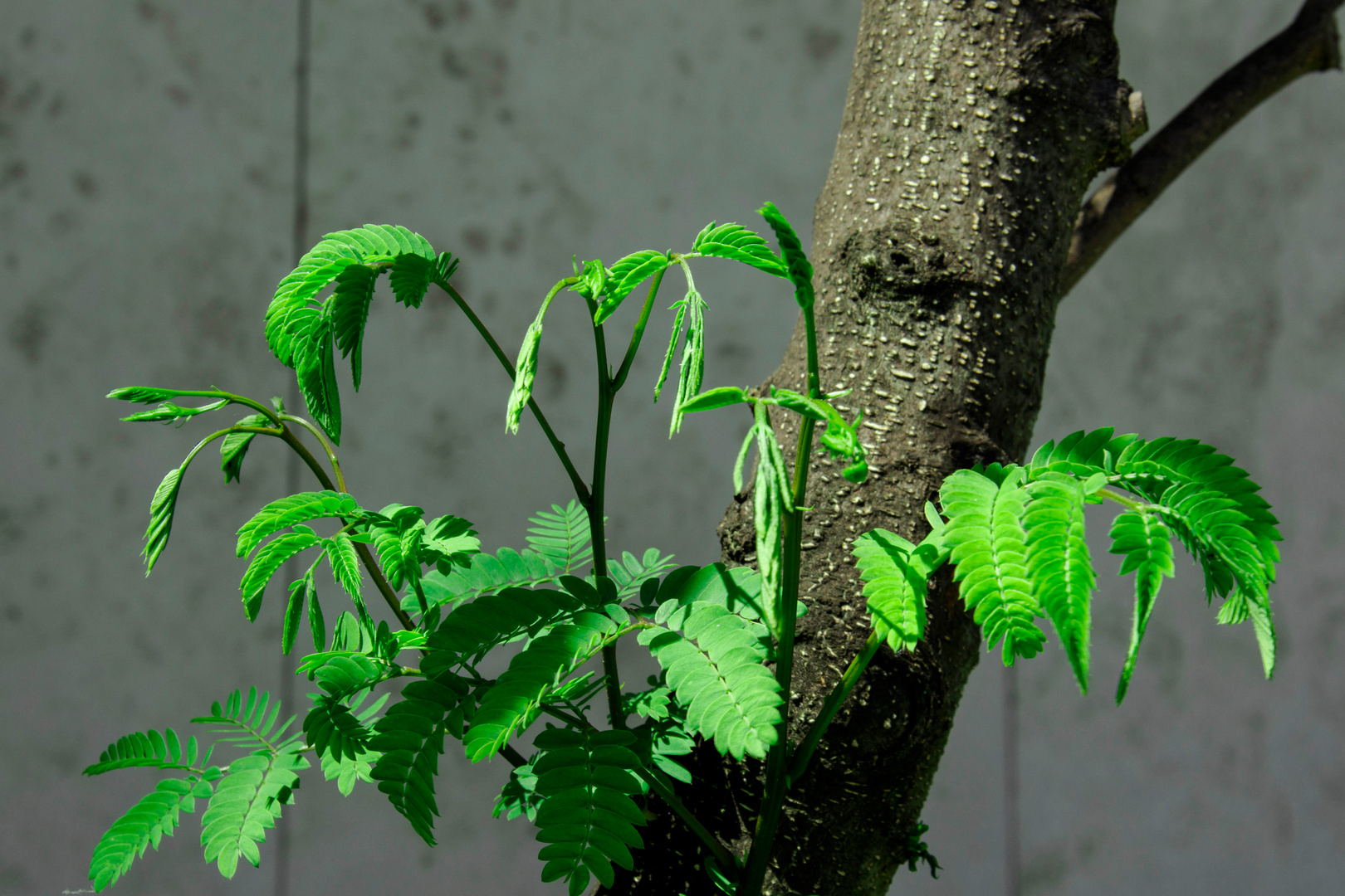 Der Seidenbaum spürt den Frühling