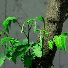 Der Seidenbaum spürt den Frühling