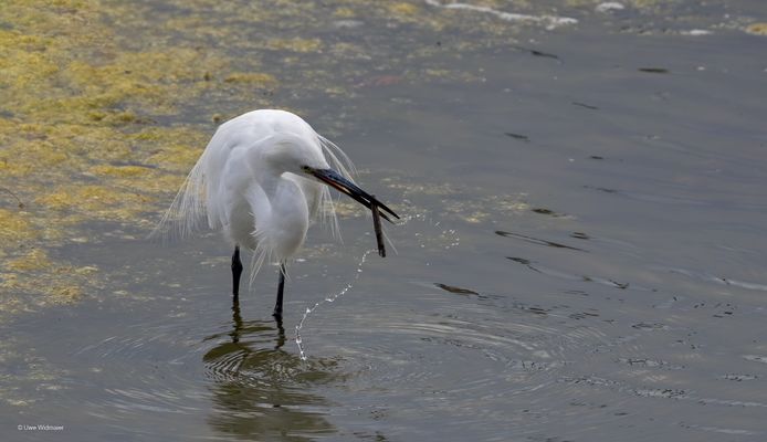 Der Seidenreiher ....
