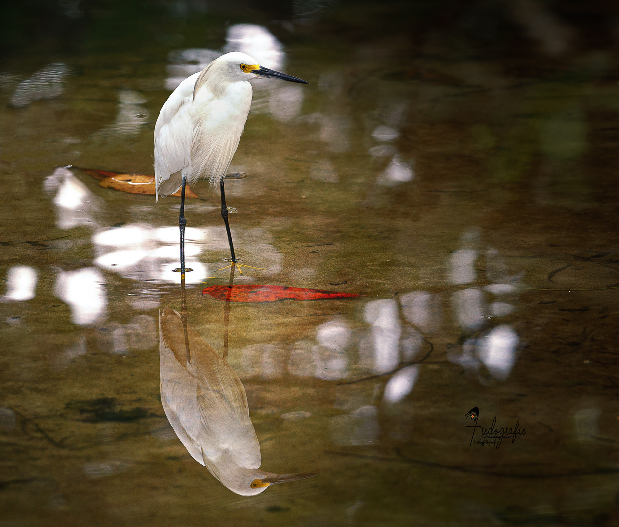 Der Seidenreiher