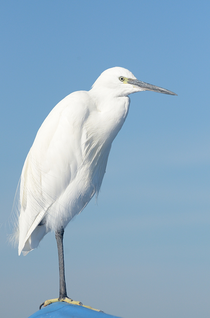 Der Seidenreiher aus Zug