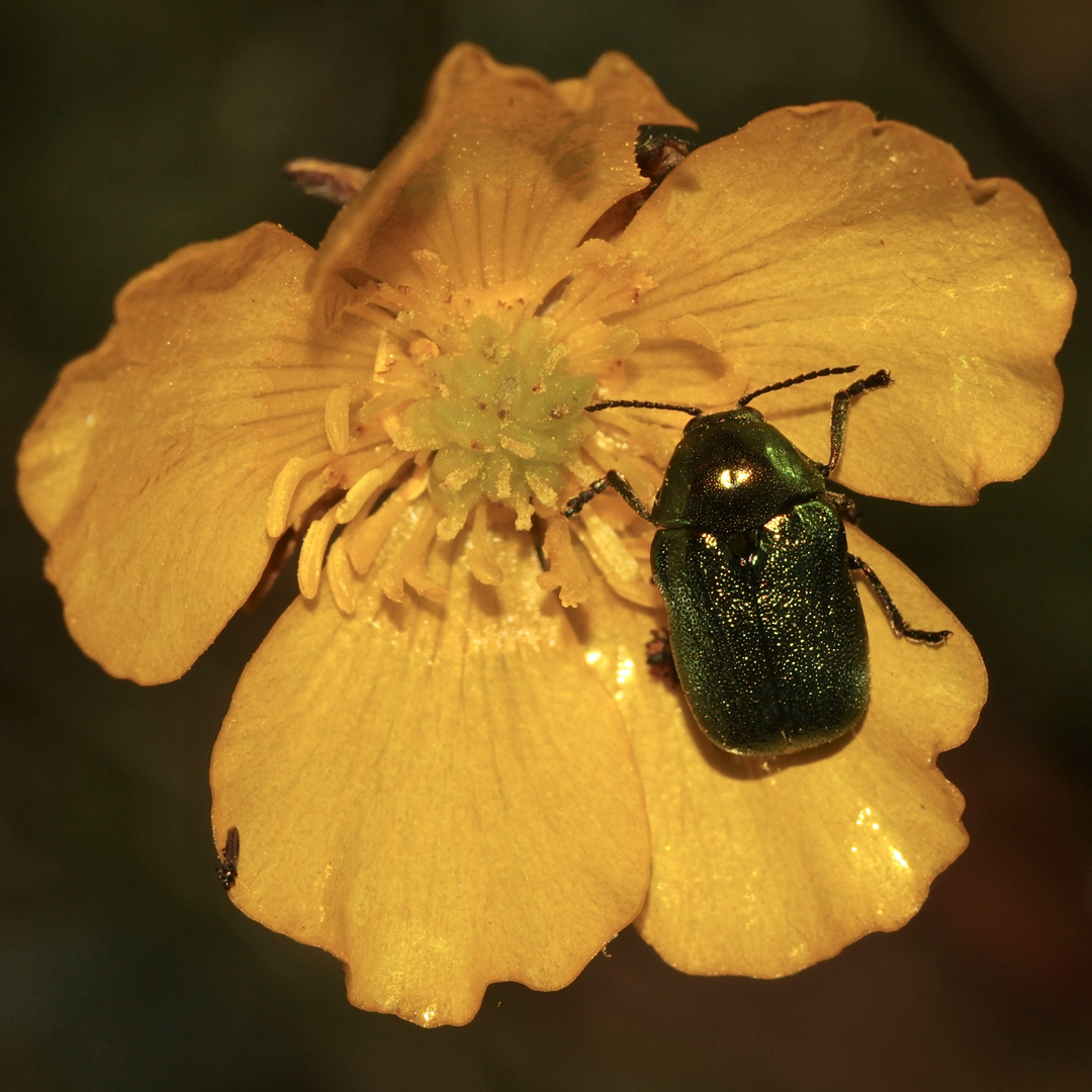 Der Seidige Fallkäfer (Cryptocephalus sericeus sericeus) und seine Paarung (1)