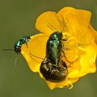 Der Seidige Fallkäfer (Cryptocephalus sericeus sericeus) und seine Paarung (3)