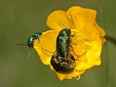 Der Seidige Fallkäfer (Cryptocephalus sericeus sericeus) und seine Paarung (3)