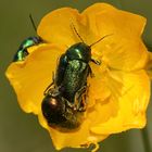 Der Seidige Fallkäfer (Cryptocephalus sericeus sericeus) und seine Paarung (5)